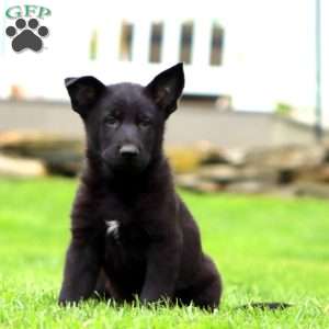 Ranger, German Shepherd Puppy