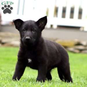 Ranger, German Shepherd Puppy