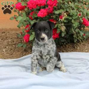 Ranger, Border Collie Mix Puppy
