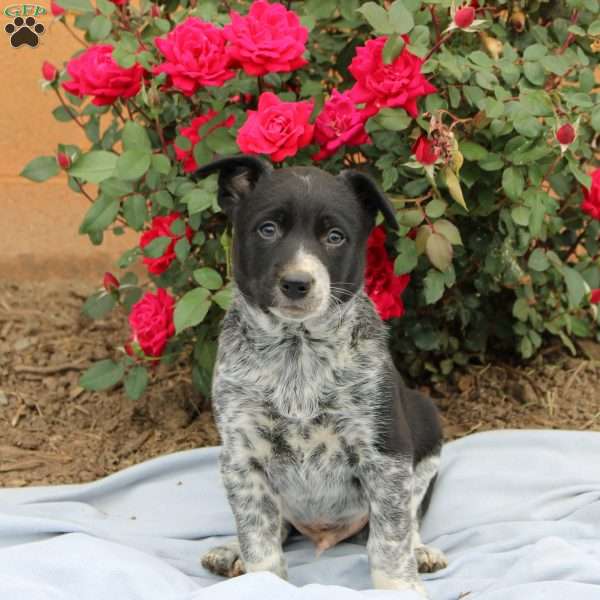 Ranger, Border Collie Mix Puppy
