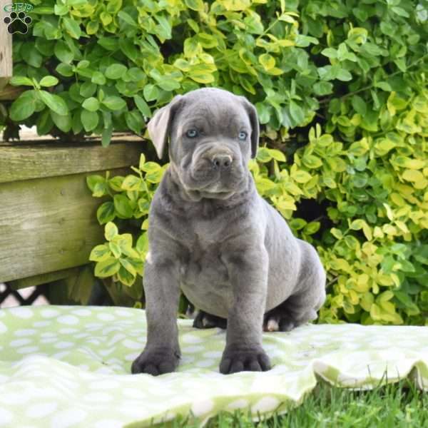 Raptor, Cane Corso Puppy