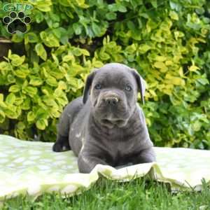 Raptor, Cane Corso Puppy