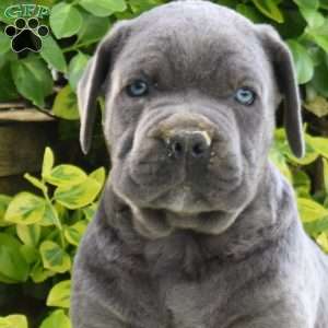 Raptor, Cane Corso Puppy