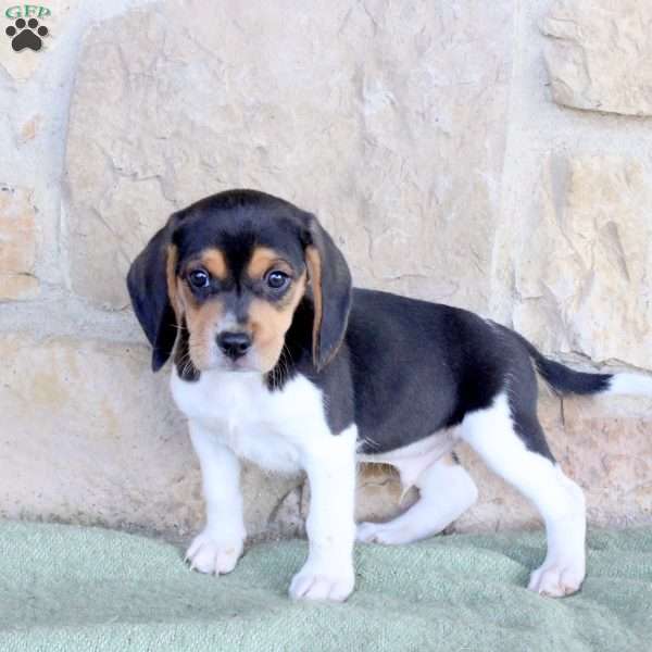 Rascal, Beagle Puppy