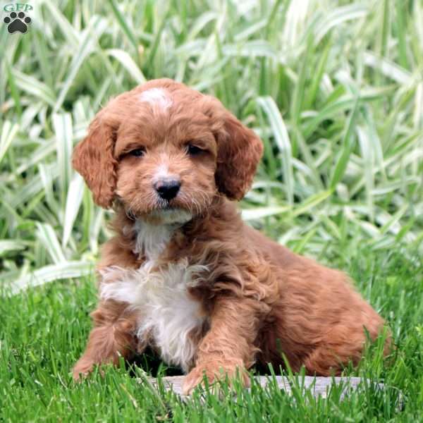 Rascal, Cockapoo Puppy