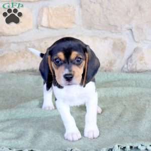 Rascal, Beagle Puppy