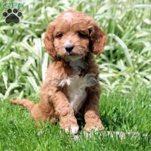 Rascal, Cockapoo Puppy