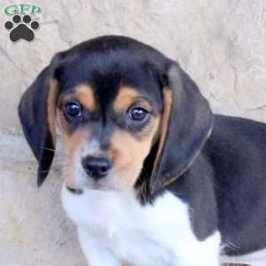 Rascal, Beagle Puppy