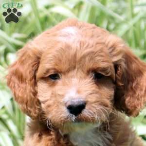 Rascal, Cockapoo Puppy
