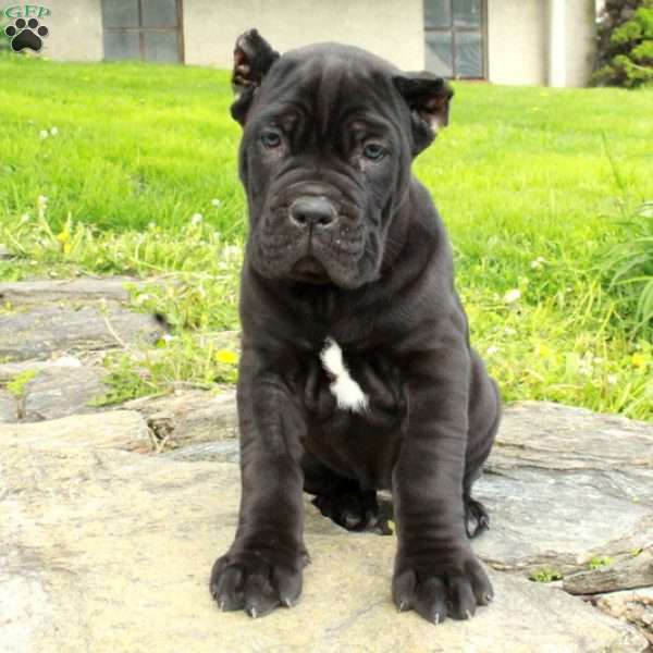 Raven, Cane Corso Puppy