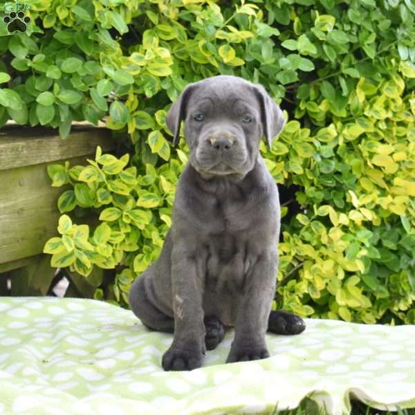 Raven, Cane Corso Puppy