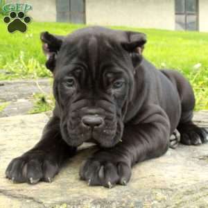 Raven, Cane Corso Puppy