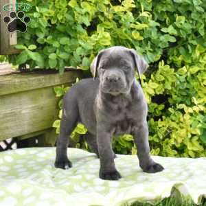 Raven, Cane Corso Puppy