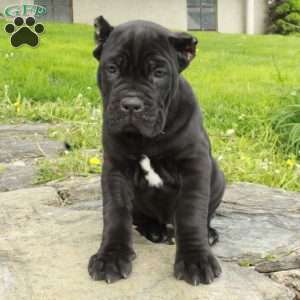 Raven, Cane Corso Puppy