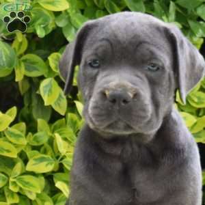 Raven, Cane Corso Puppy