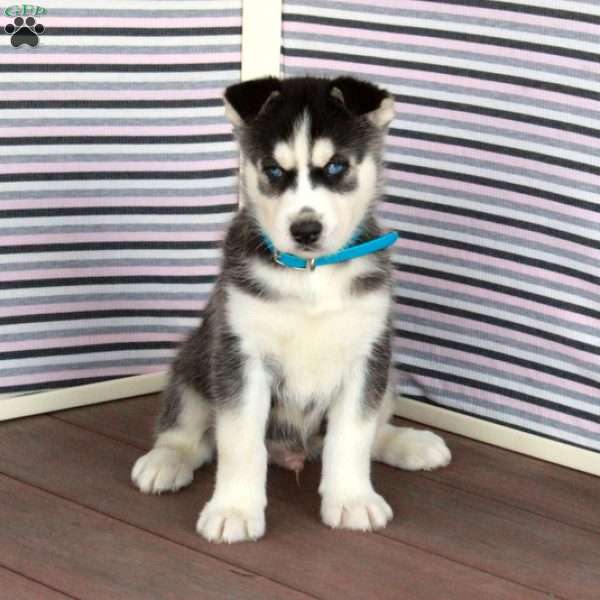 Ray, Siberian Husky Puppy