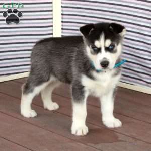 Ray, Siberian Husky Puppy