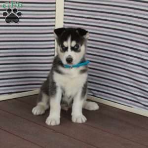Ray, Siberian Husky Puppy