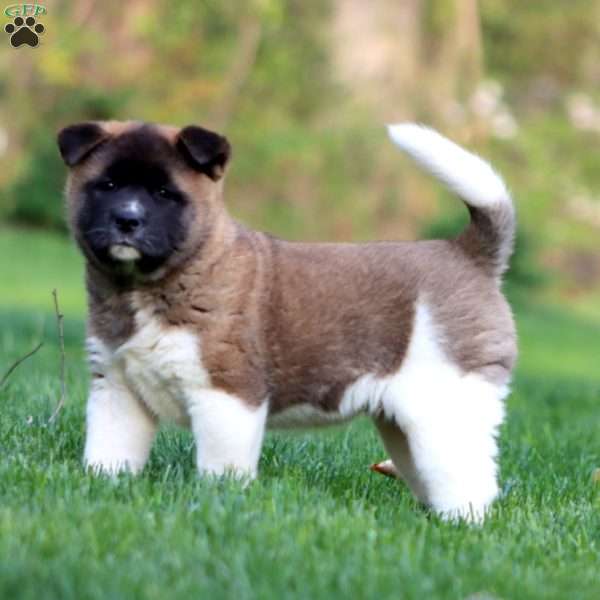 Rayna, Akita Puppy