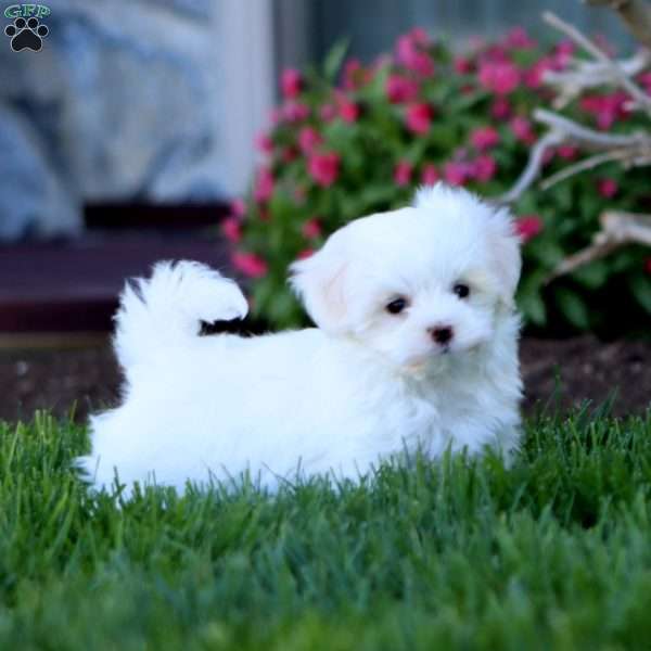 Rayna, Maltese Puppy