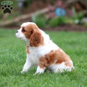 Rayna, Cavalier King Charles Spaniel Puppy