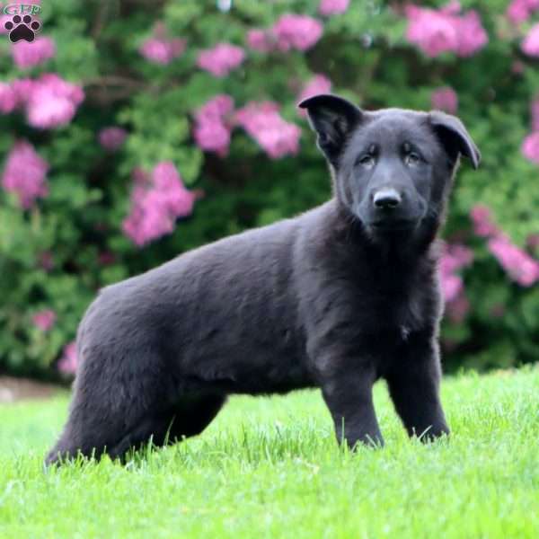 Rayna, German Shepherd Puppy