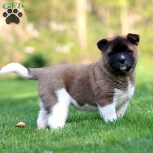 Rayna, Akita Puppy