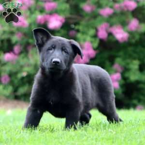 Rayna, German Shepherd Puppy
