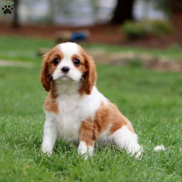 Rayna, Cavalier King Charles Spaniel Puppy