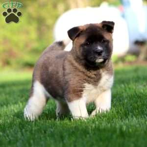 Rayna, Akita Puppy
