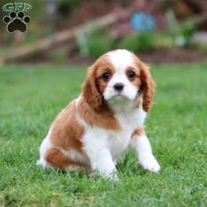 Rayna, Cavalier King Charles Spaniel Puppy