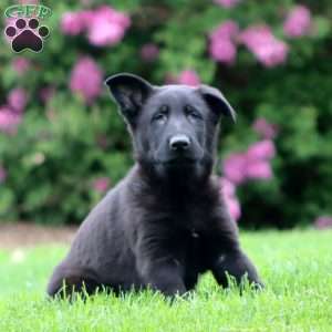 Rayna, German Shepherd Puppy