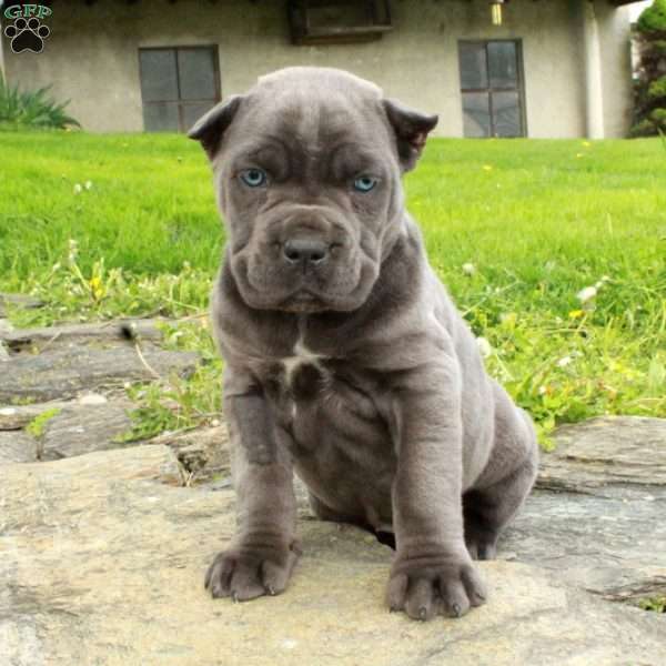 Reagan, Cane Corso Puppy