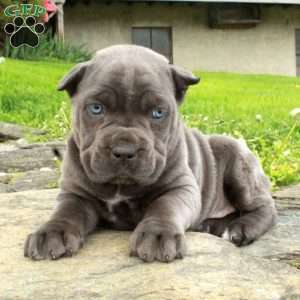 Reagan, Cane Corso Puppy
