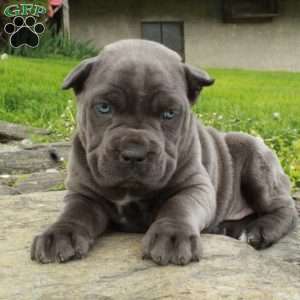 Reagan, Cane Corso Puppy