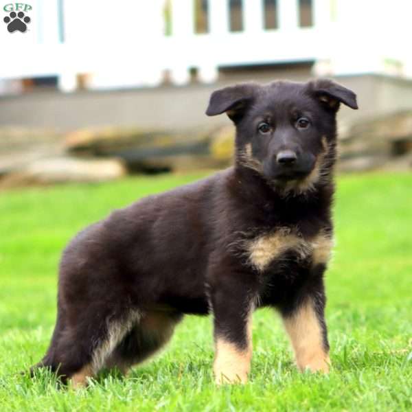Reba, German Shepherd Puppy