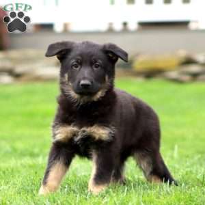 Reba, German Shepherd Puppy