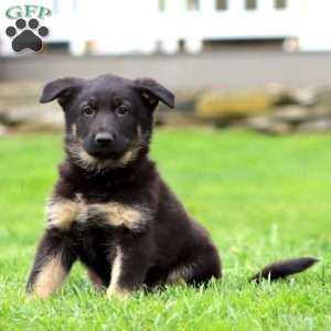 Reba, German Shepherd Puppy