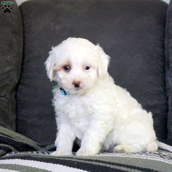 Rebecca, Mini Goldendoodle Puppy