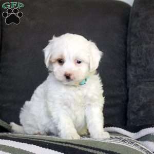 Rebecca, Mini Goldendoodle Puppy