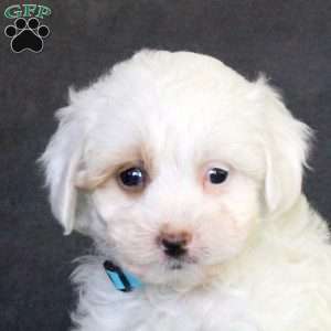 Rebecca, Mini Goldendoodle Puppy