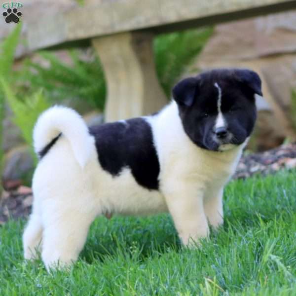 Reece, Akita Puppy