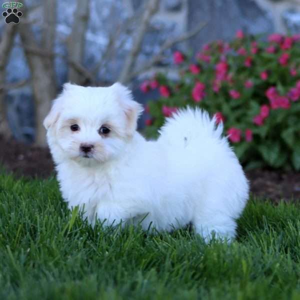Reece, Maltese Puppy