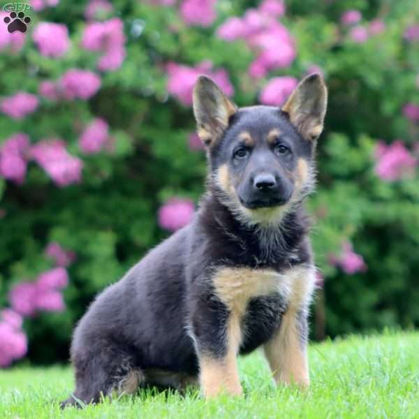 Reece, German Shepherd Puppy
