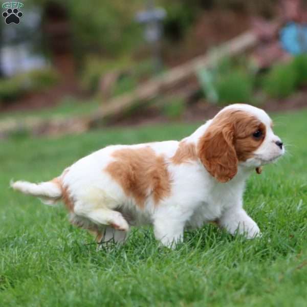 Reece, Cavalier King Charles Spaniel Puppy