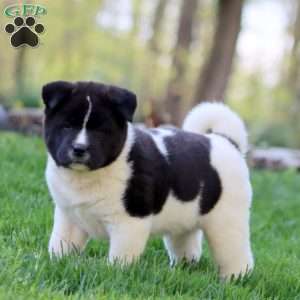 Reece, Akita Puppy