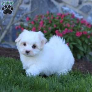 Reece, Maltese Puppy