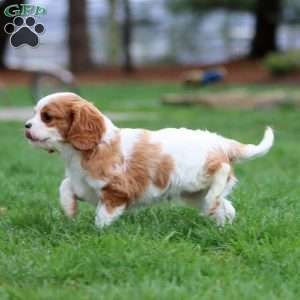 Reece, Cavalier King Charles Spaniel Puppy