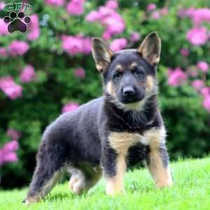 Reece, German Shepherd Puppy