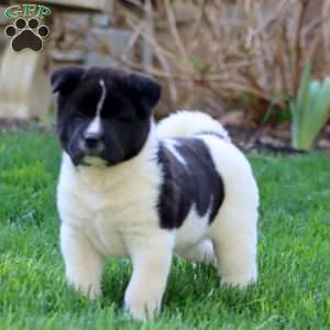 Reece, Akita Puppy
